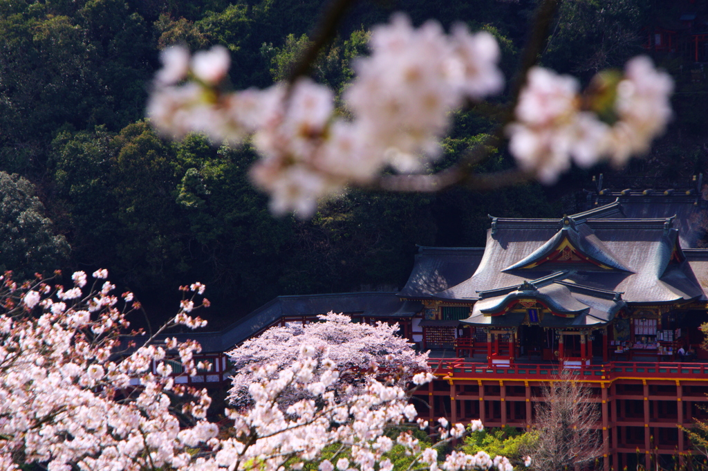 桜の咲くころの神社