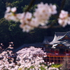 桜の咲くころの神社