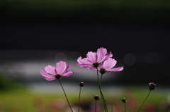 池のそばのコスモス