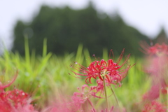 畦の彼岸花