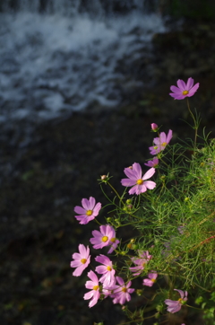 川辺の秋桜