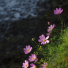 川辺の秋桜