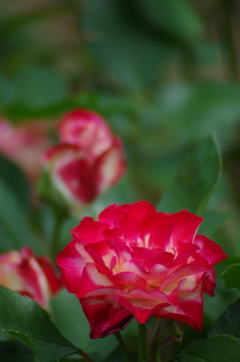 薔薇が咲いた