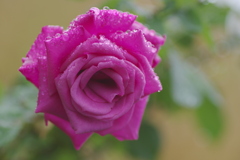 小雨で濡れた薔薇