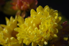 初冬の黄色い花１