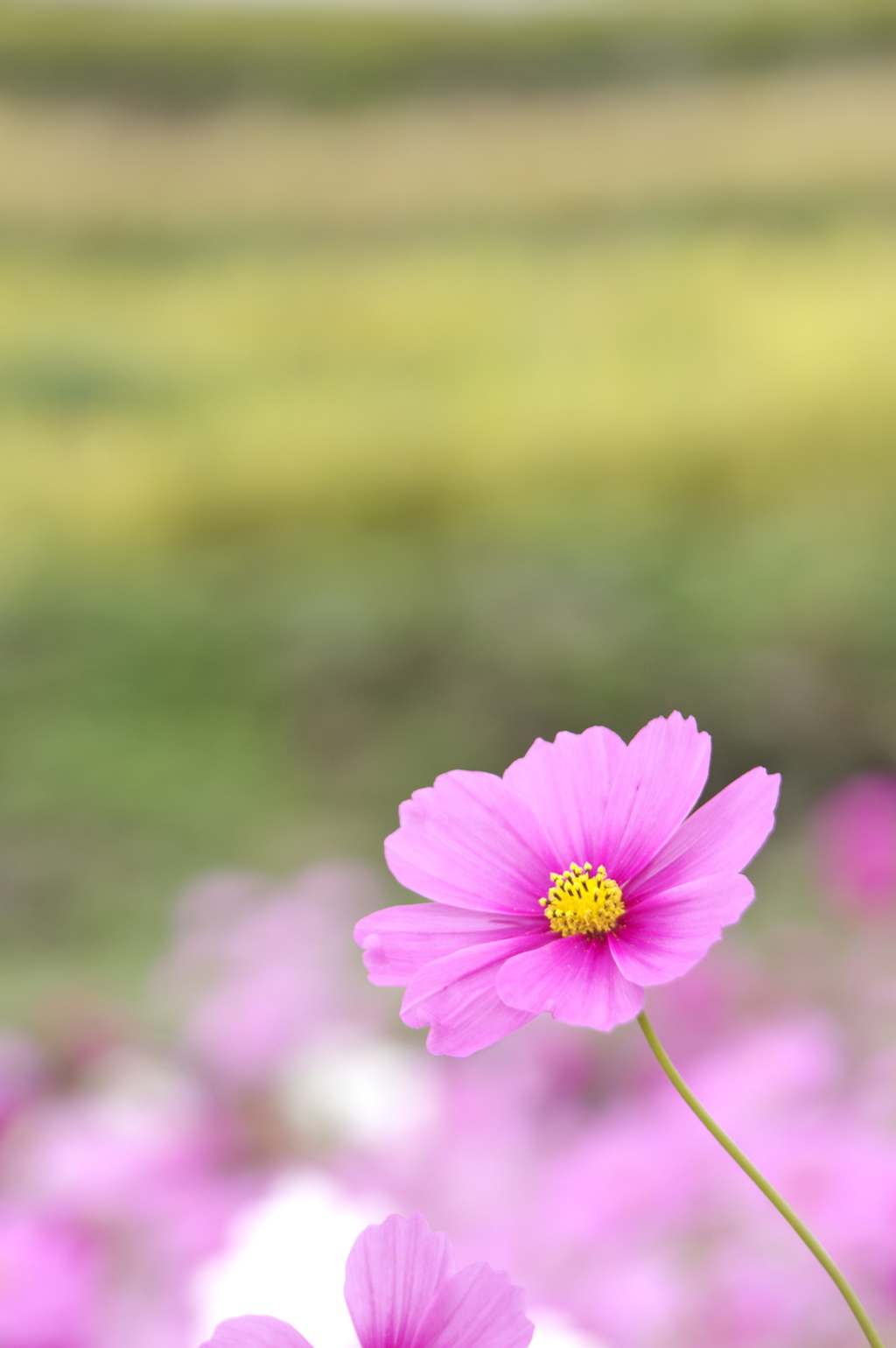 棚田のコスモス