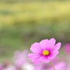 棚田のコスモス