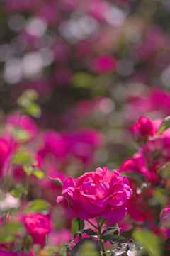 日差しに映える赤い薔薇