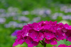 庭園に咲いた紫陽花