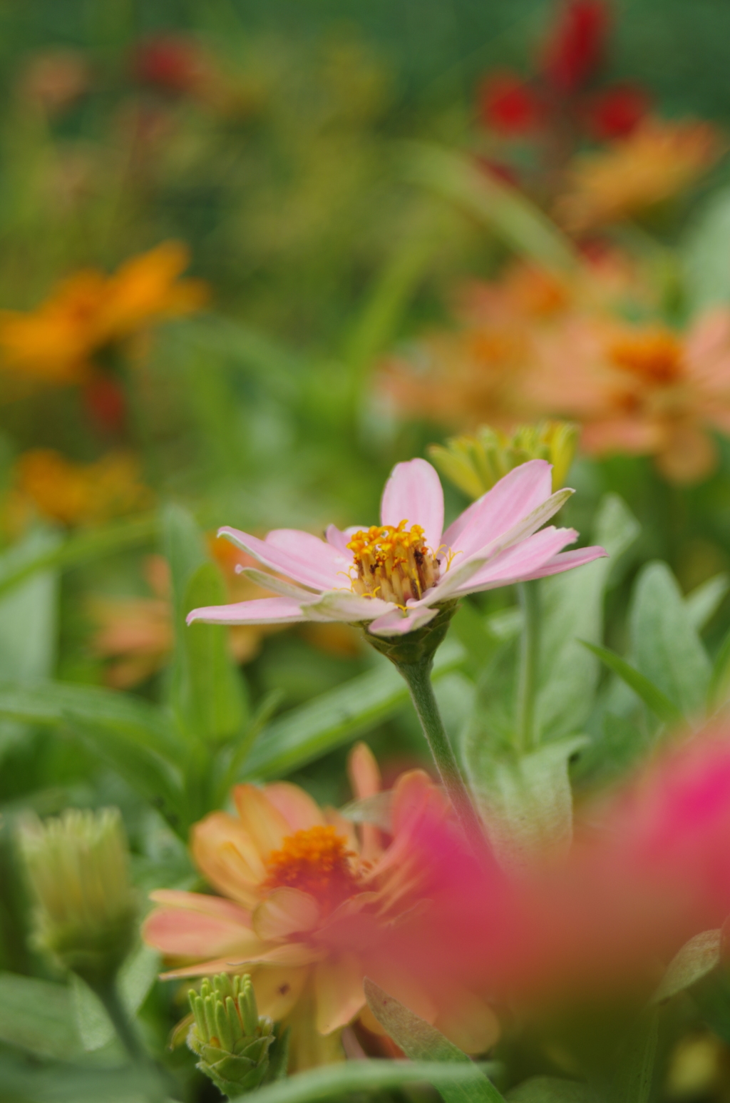夏のピンクの花１