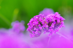 畔に咲く紫花