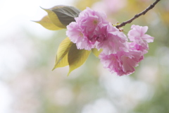 八重桜が咲いた