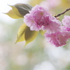 八重桜が咲いた