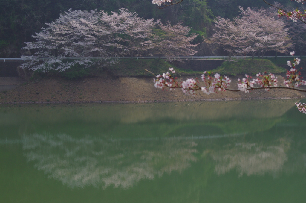 春の庭木ダム３