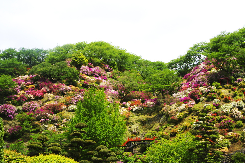 東山公園のツツジ
