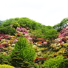東山公園のツツジ