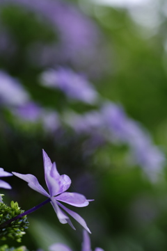 道端の紫陽花