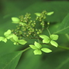 登山道の緑の花