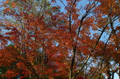 紅葉