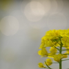 川辺の菜の花９