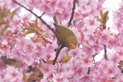 見つめるめじろ