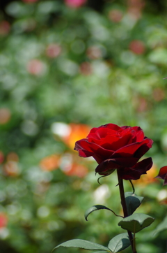 日向の黒薔薇