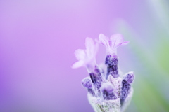 ラベンダー開花