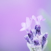ラベンダー開花