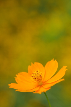 黄色に浮かぶ花
