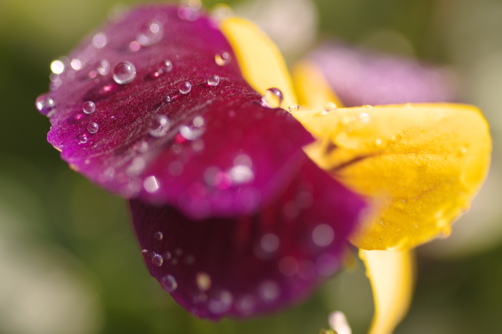 花弁の雫