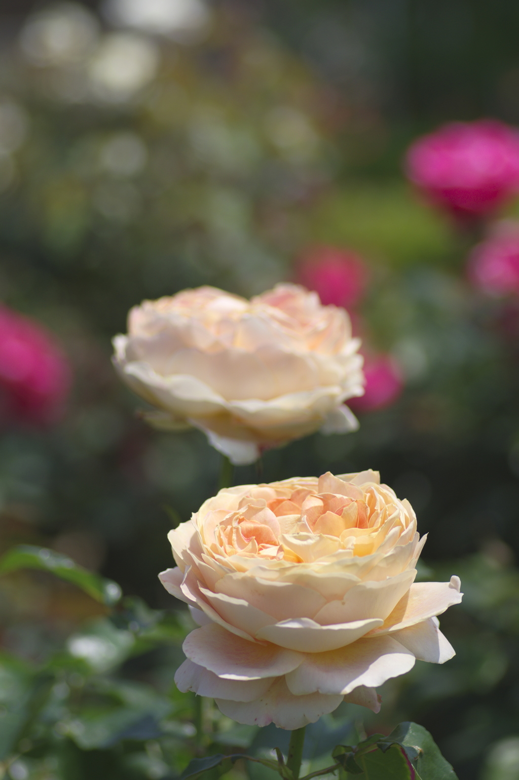 薔薇園の黄色いバラ