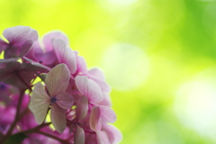 森の中で咲いた紫陽花