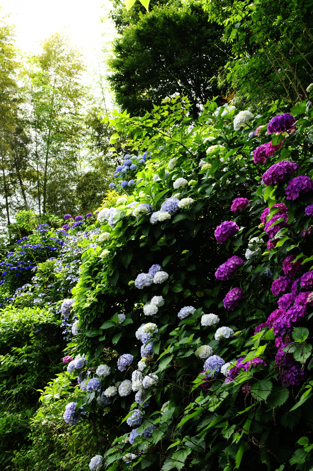 丘に咲く紫陽花