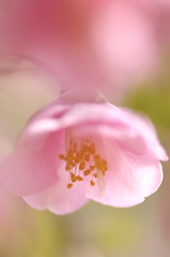 ピンクの椿の花