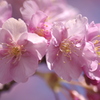 桜満開