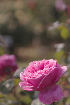 夕方の薔薇園