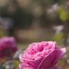 夕方の薔薇園