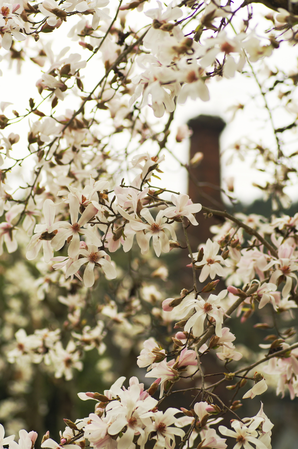 こぶしの花咲く窯元
