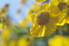 朝日を浴びる黄色い花たち