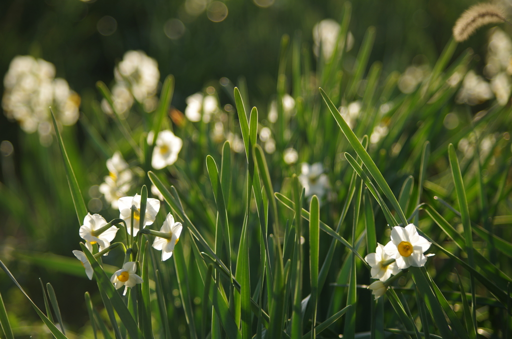 朝日を浴びるすいせん