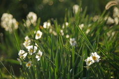 朝日を浴びるすいせん