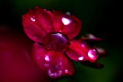 水玉のしべ