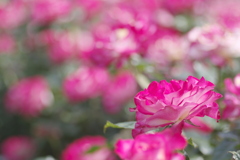 公園の赤い薔薇