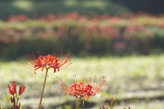 あぜ道の彼岸花