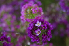 小さな紫の花