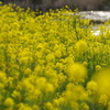 川辺の菜の花畑