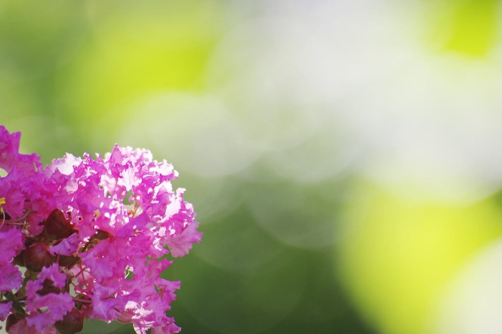 照らされるサルスベリの花