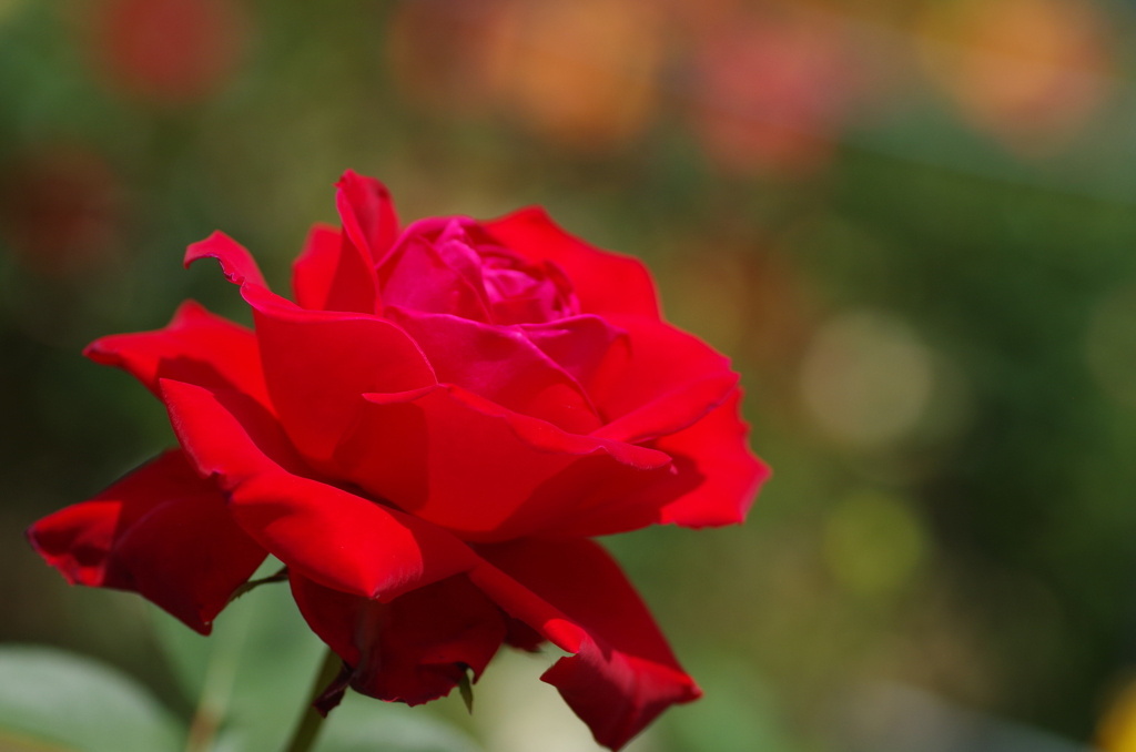 日差しを浴びる赤いばら