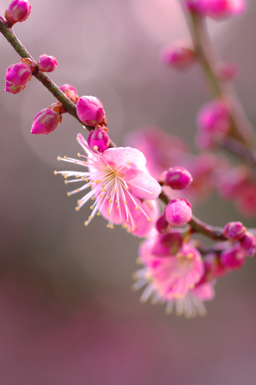 開花の朝