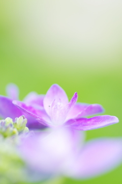 紫陽花の花